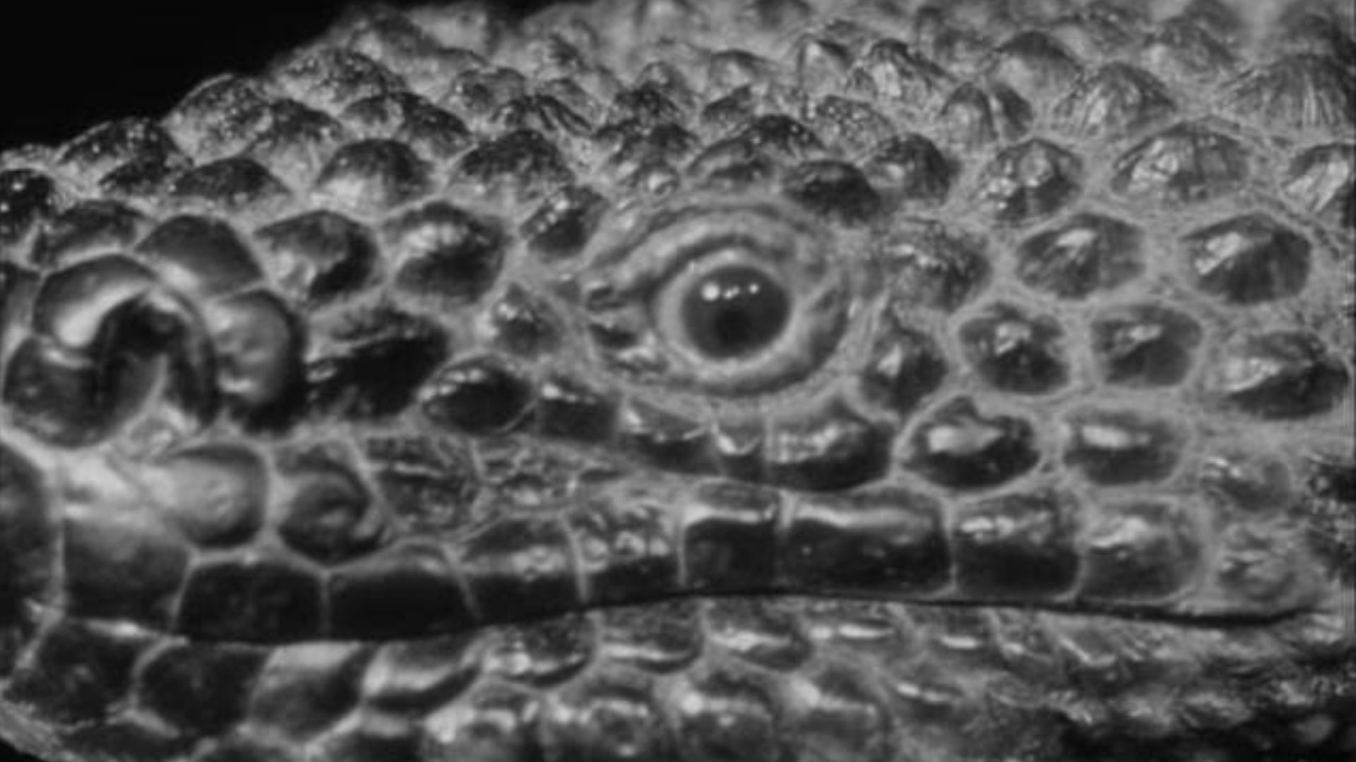 Foto do filme The Giant Gila Monster