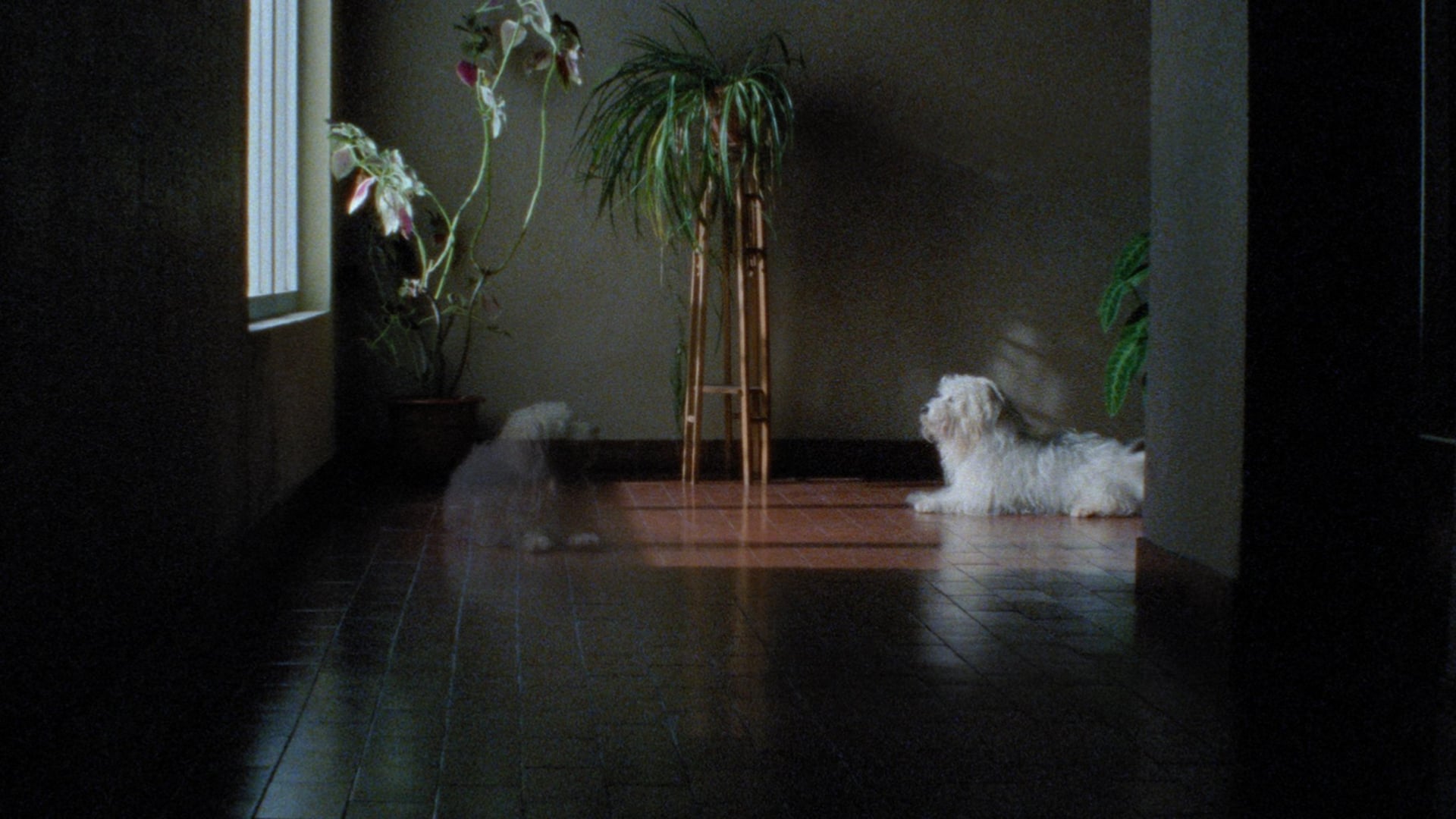 Foto do filme As Mil e Uma Noites: Volume 2, O Desolado