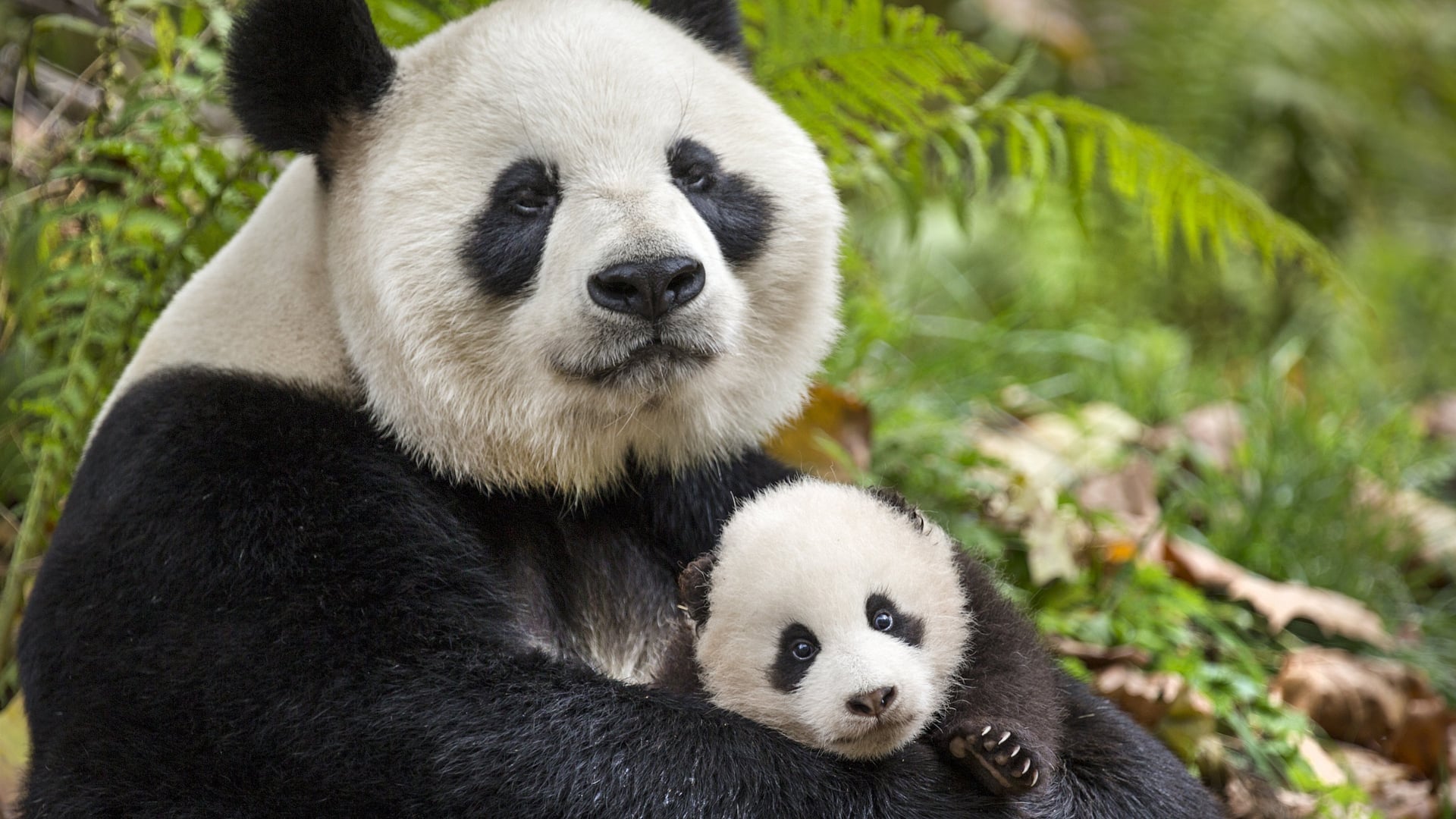 Foto do filme Nascidos na China