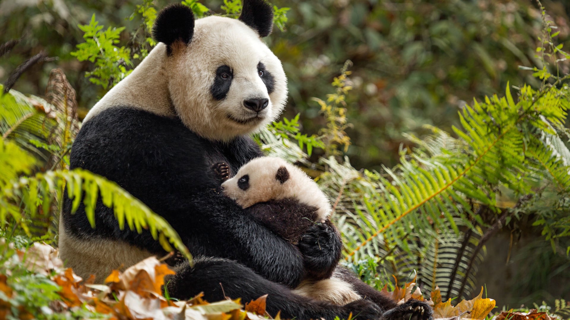 Foto do filme Nascidos na China