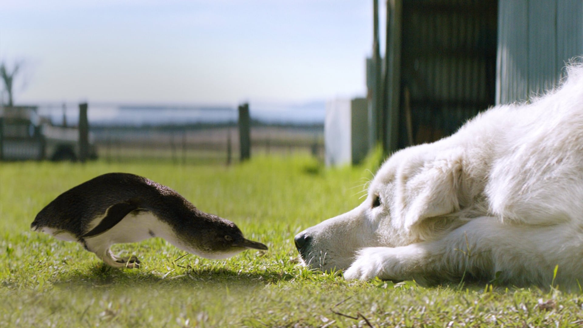 Foto do filme Oddball e os Pinguins