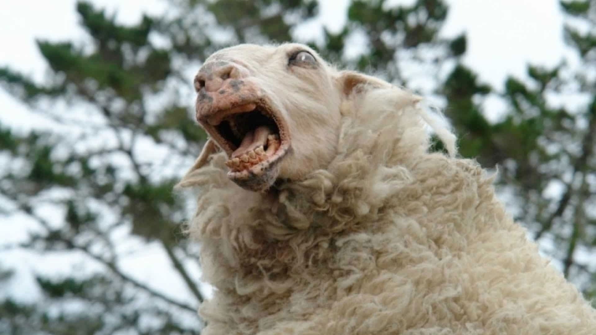 Foto do filme Ovelha Negra