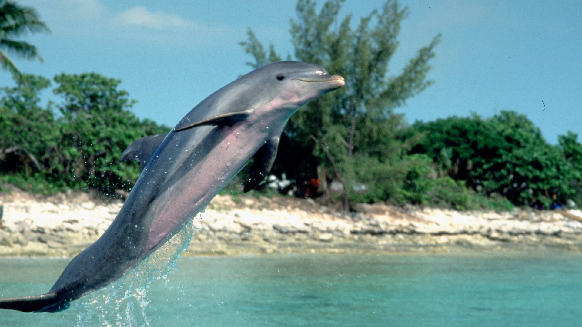 Foto do filme Flipper