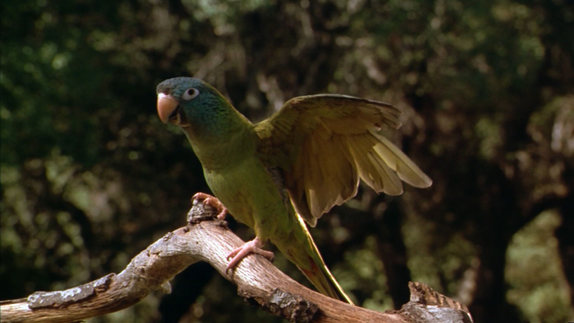 Foto do filme Paulie - O Papagaio Bom de Papo