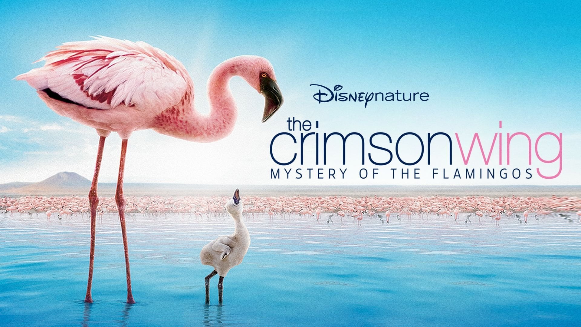Foto do filme Grande Balé Vermelho: O Mistério dos Flamingos