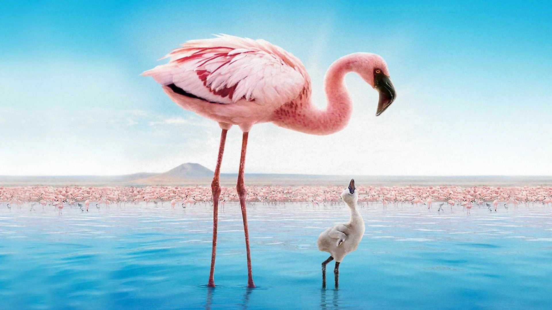 Foto do filme Grande Balé Vermelho: O Mistério dos Flamingos