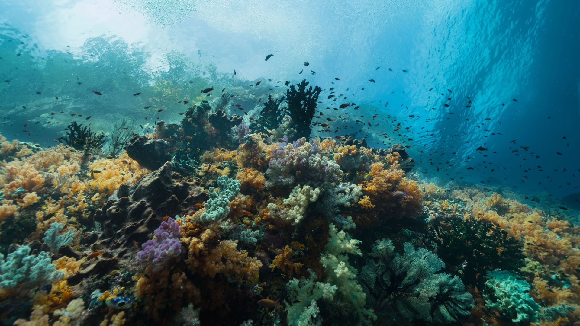 Foto do filme Oceanos