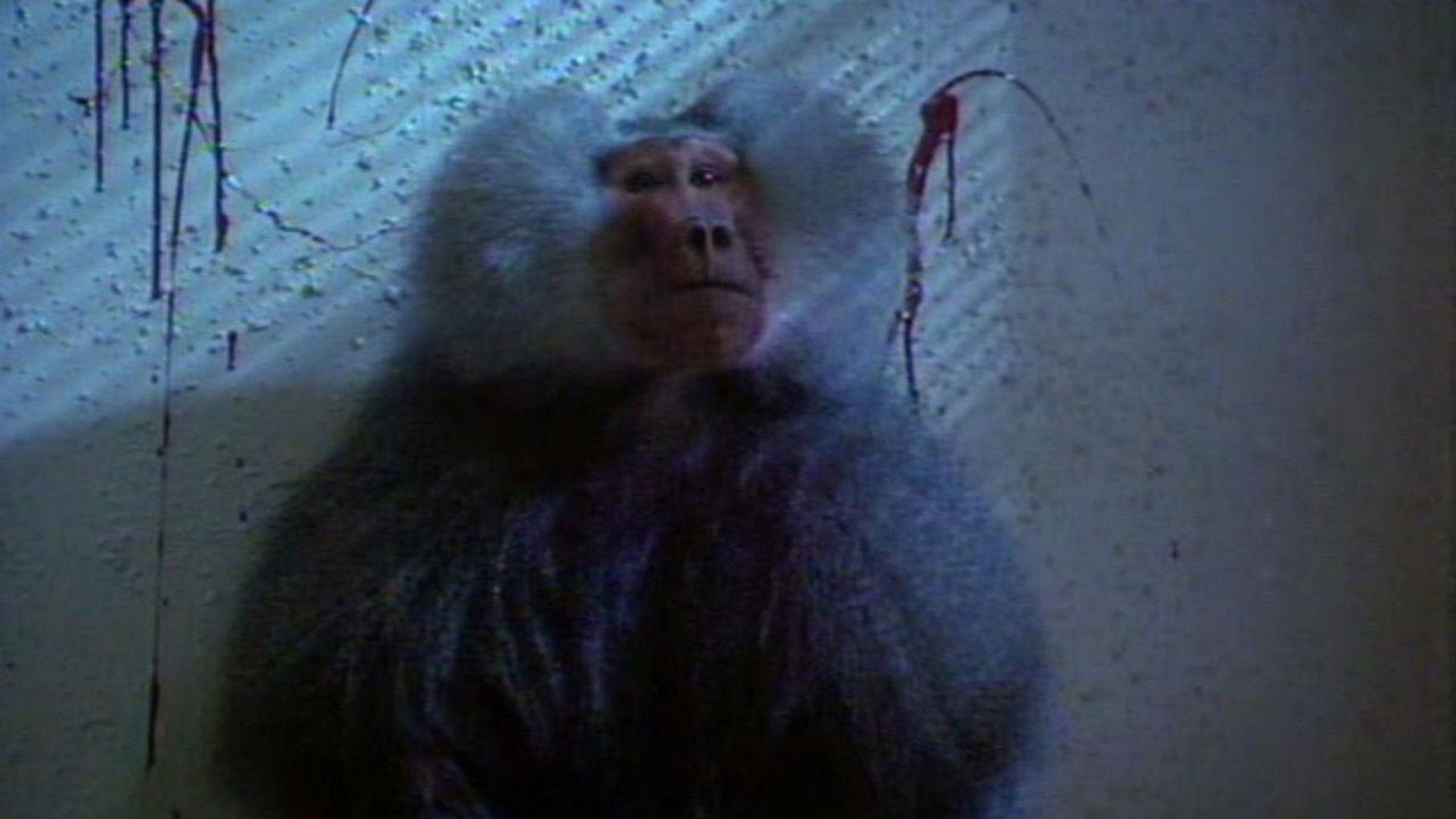 Foto do filme Shakma - A Fúria Assassina