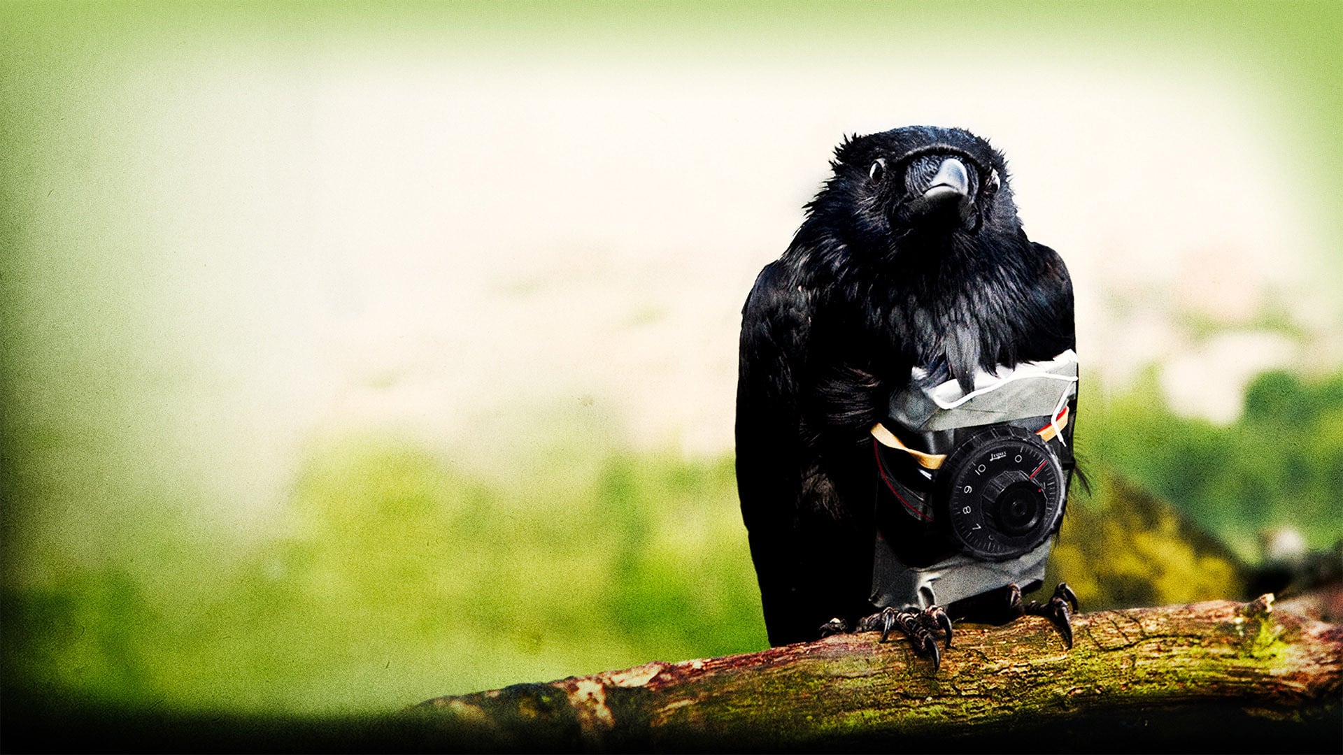 Foto do filme Quatro Leões