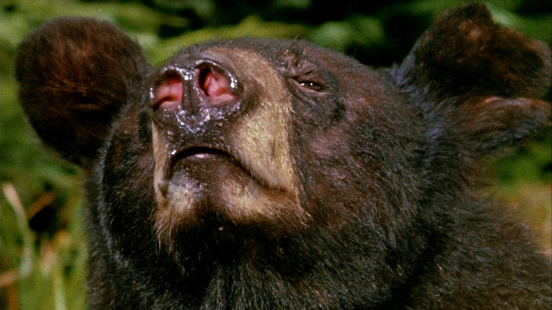 Foto do filme A Incrível Jornada