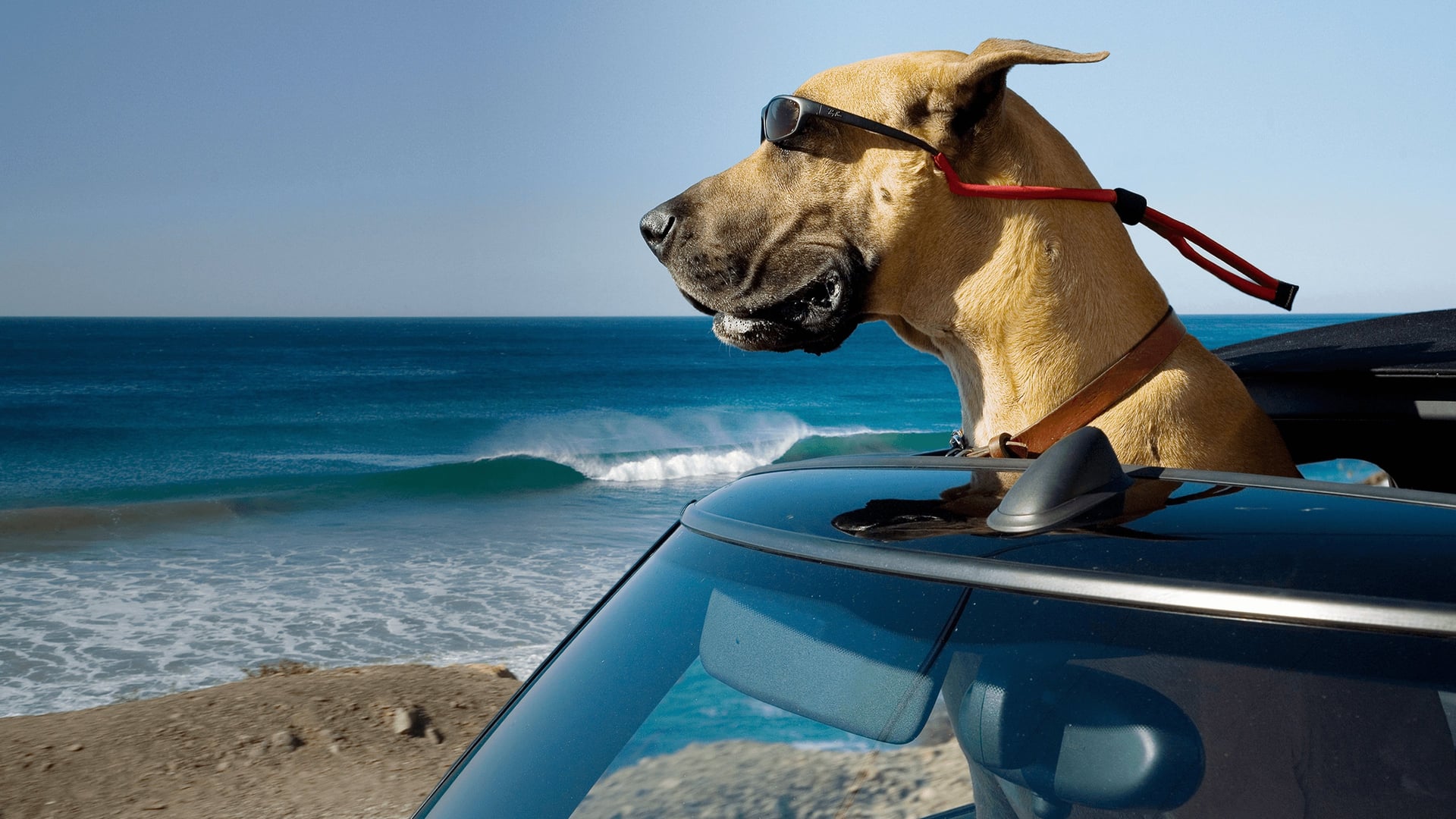 Foto do filme Marmaduke