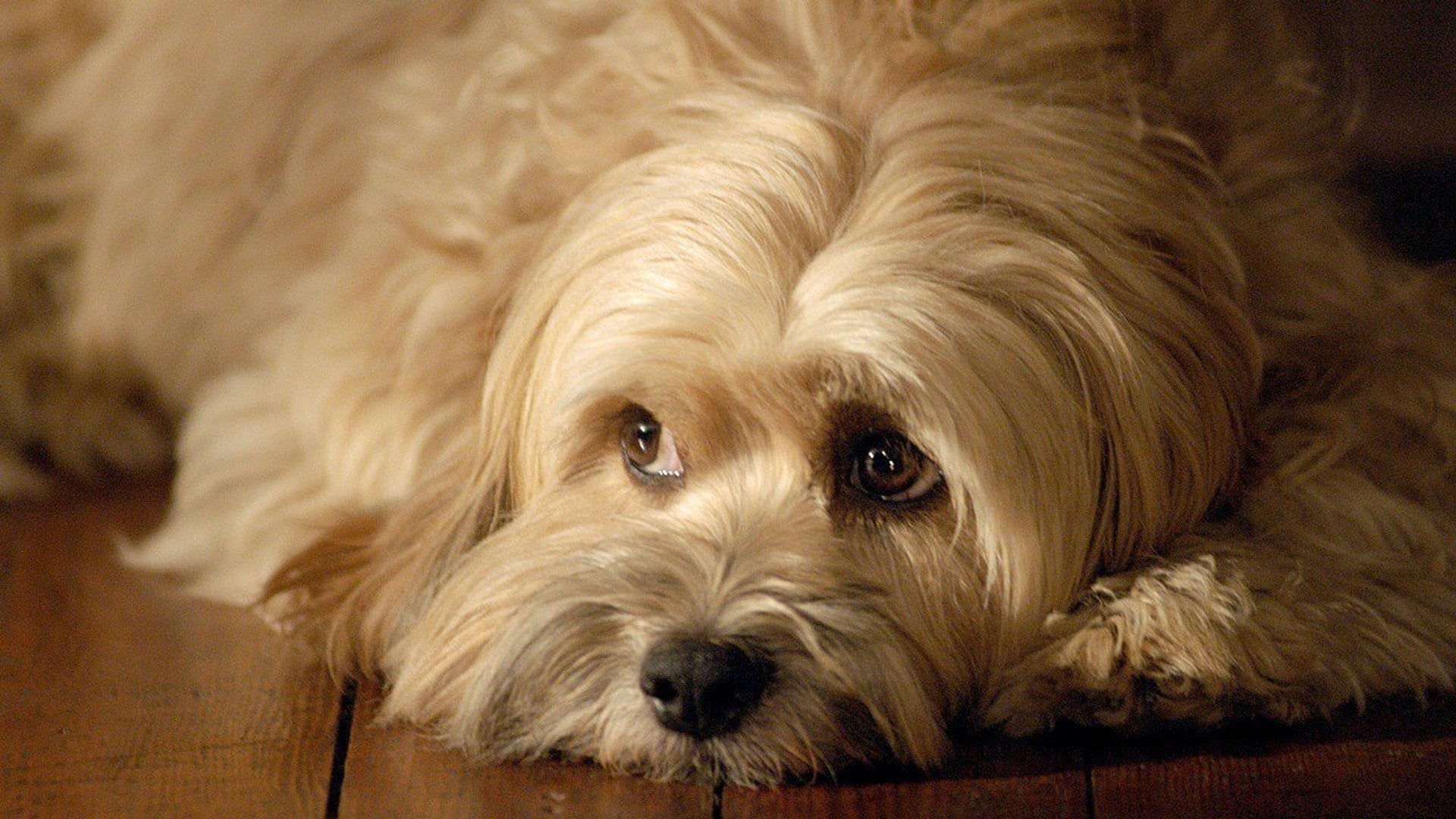 Foto do filme For the Love of Benji