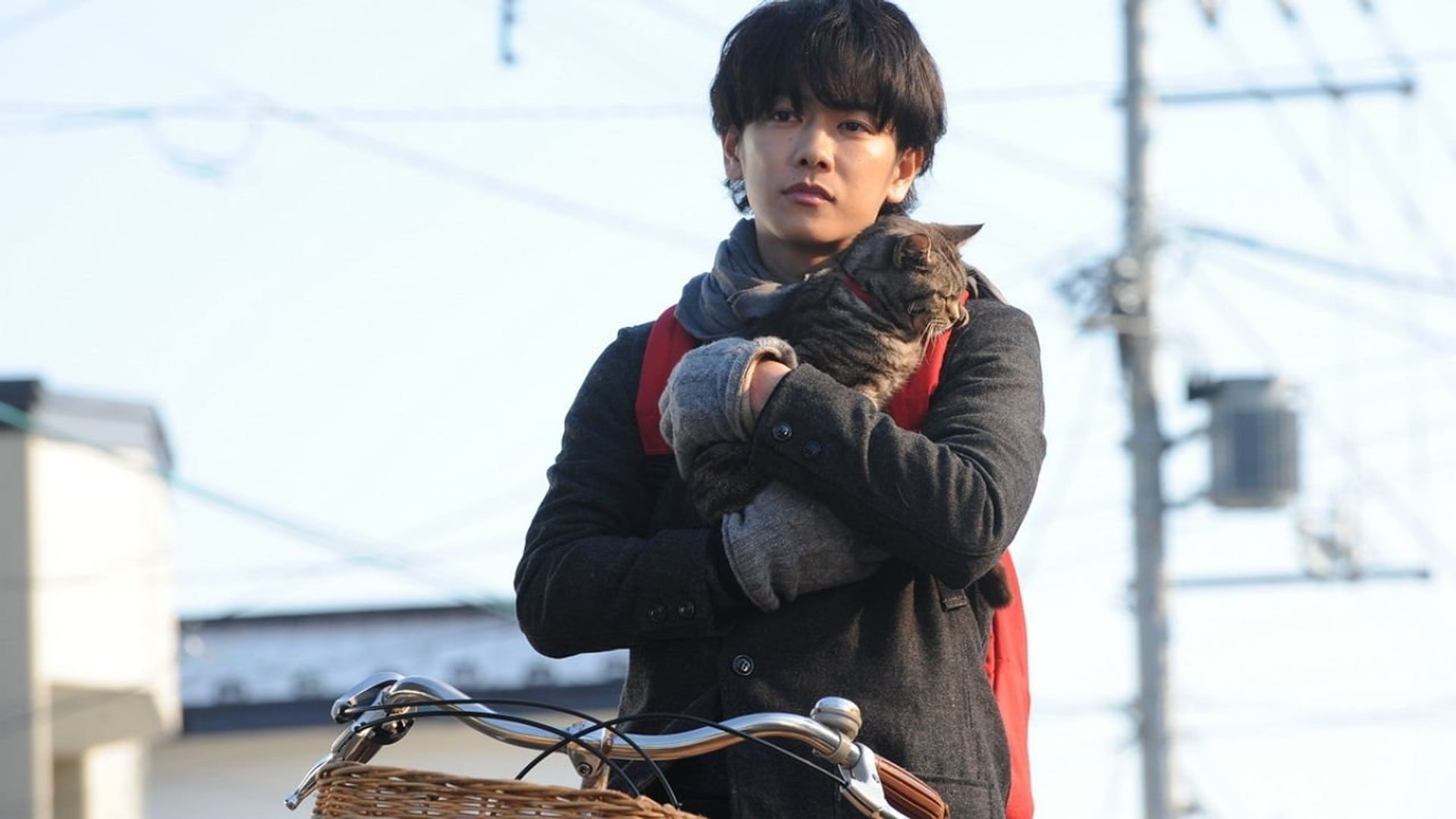 Foto do filme Se os Gatos Desaparecessem do Mundo