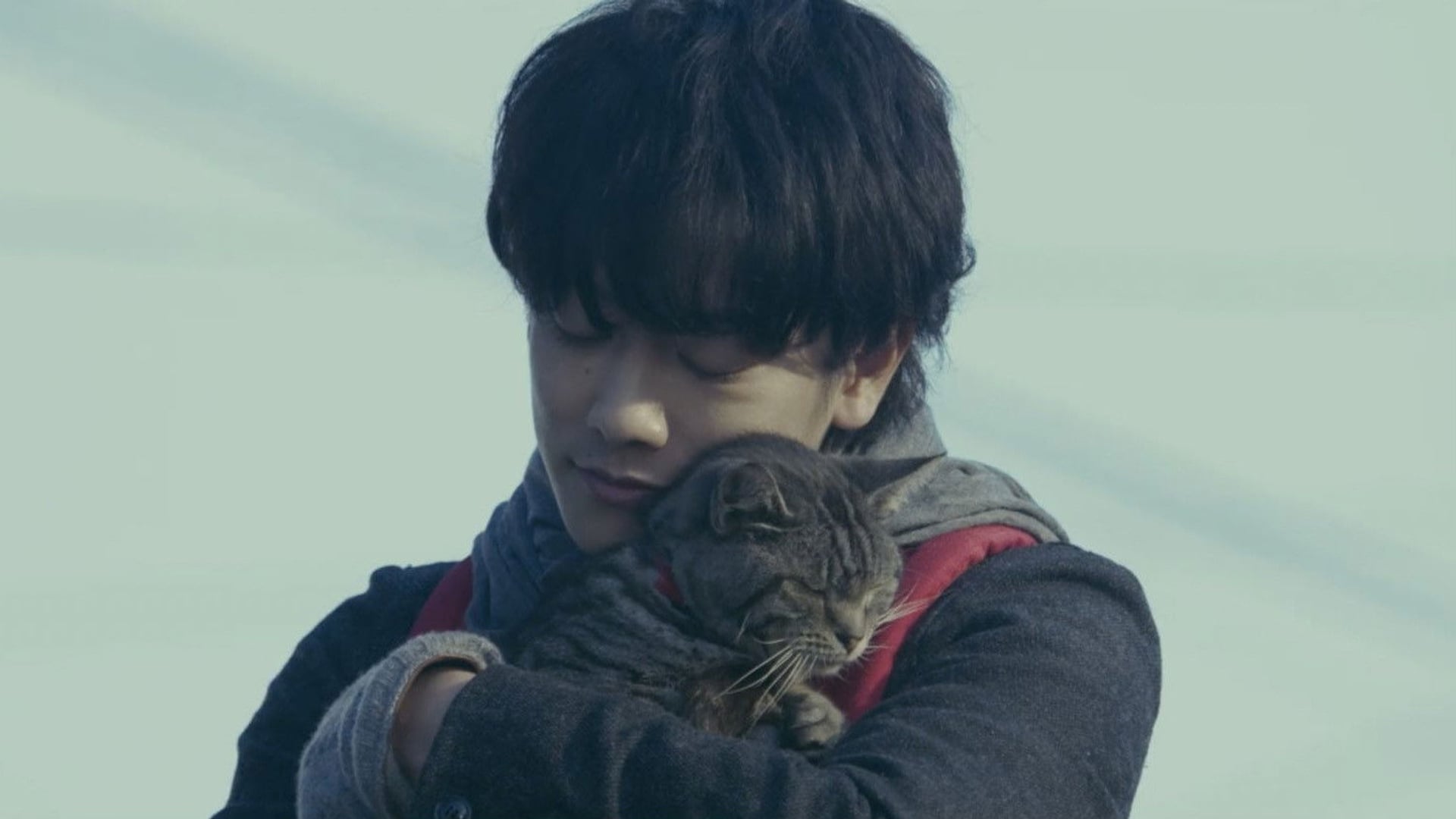 Foto do filme Se os Gatos Desaparecessem do Mundo
