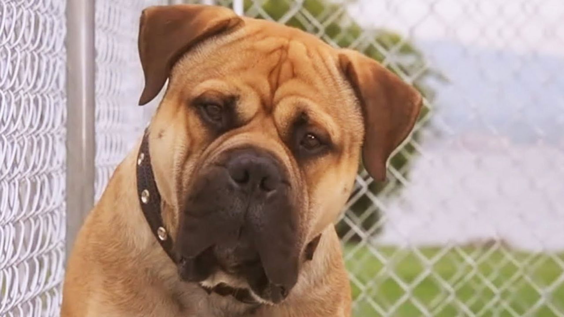 Foto do filme Spot - Um Cão da Pesada