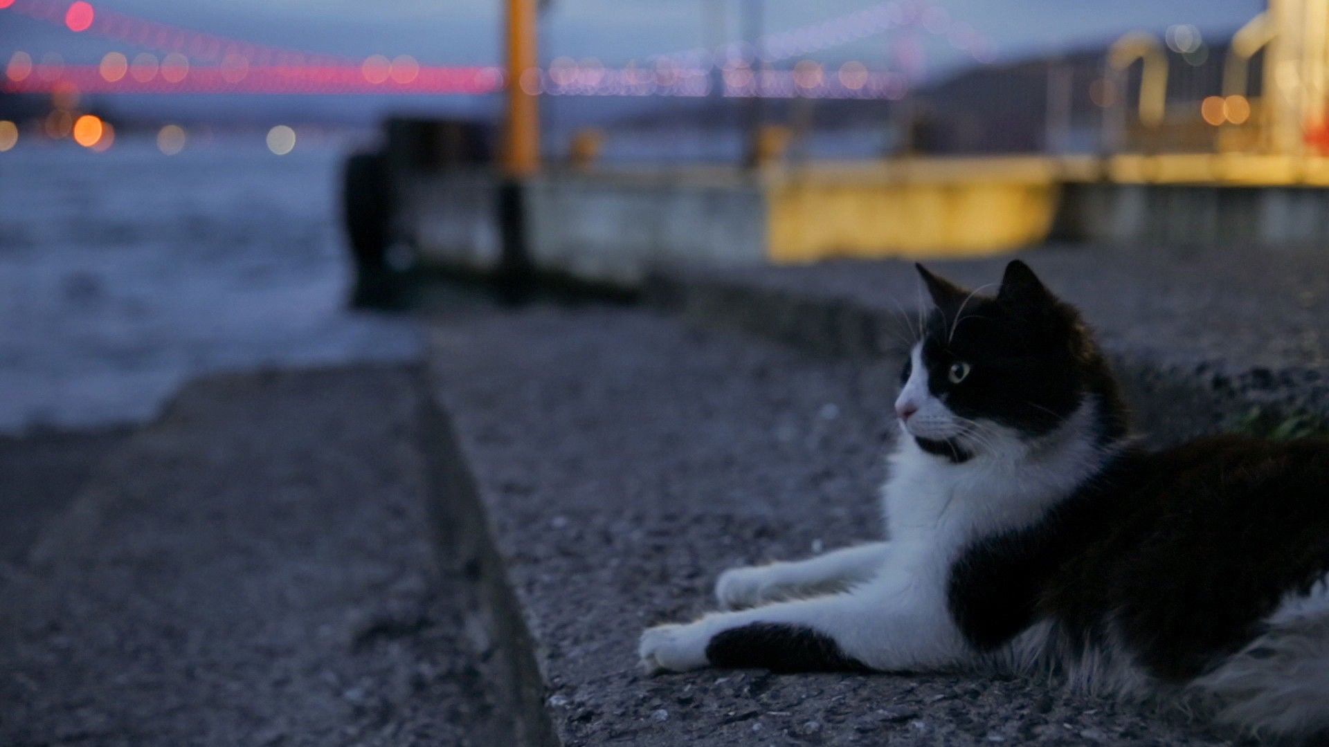 Foto do filme Nove vidas: Gatos em Istambul