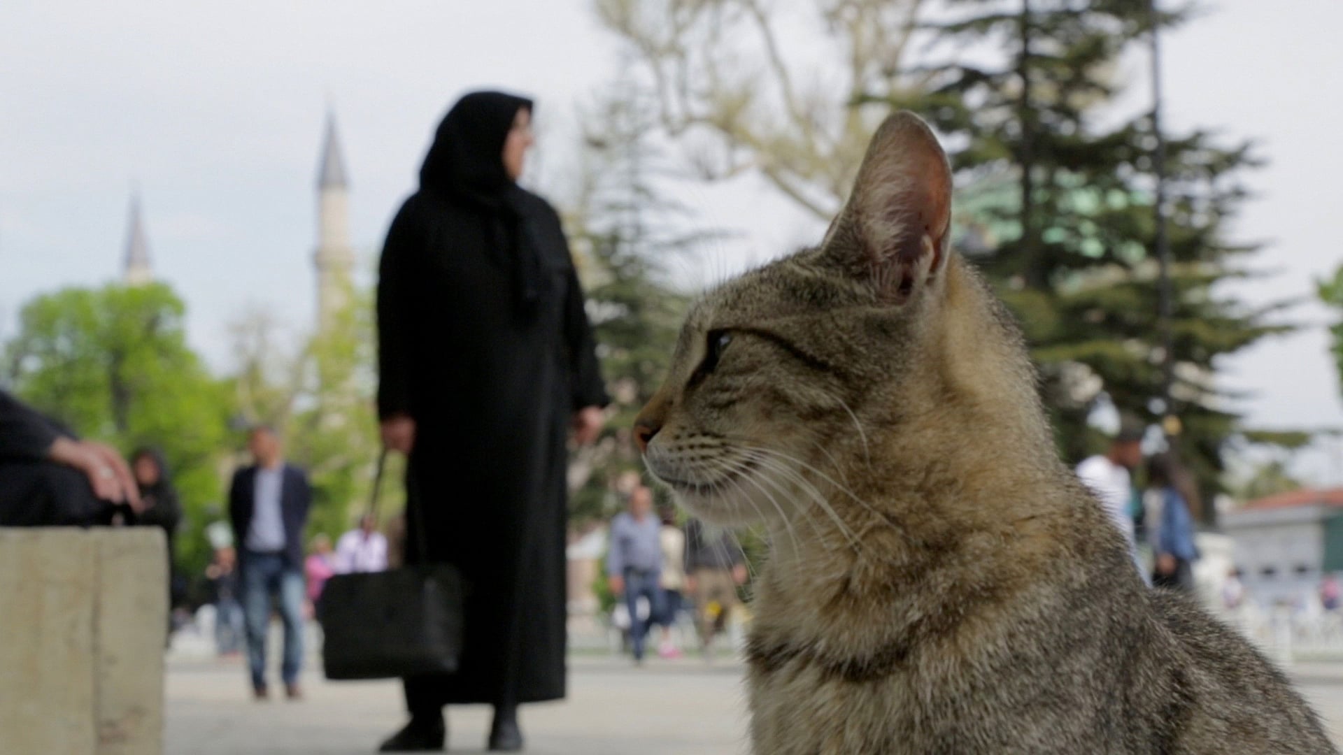 Foto do filme Nove vidas: Gatos em Istambul
