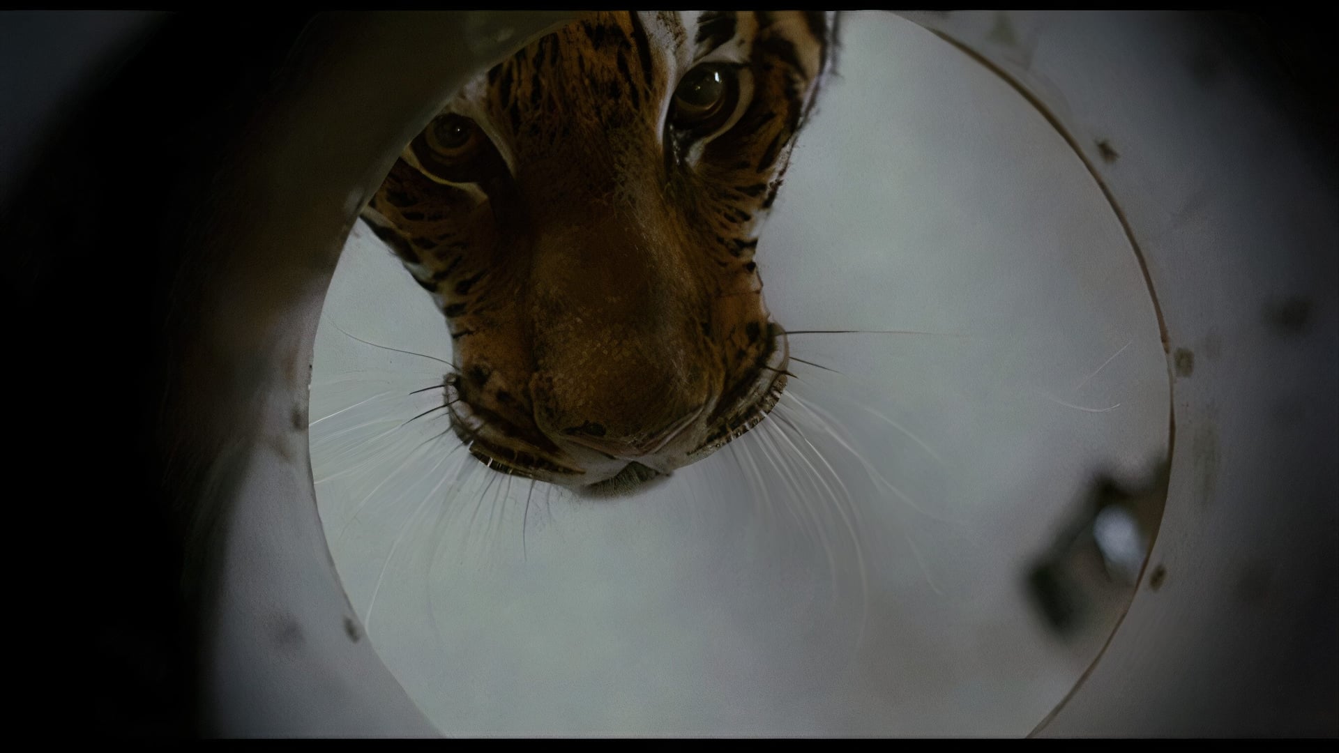 Foto do filme Nas Garras do Tigre
