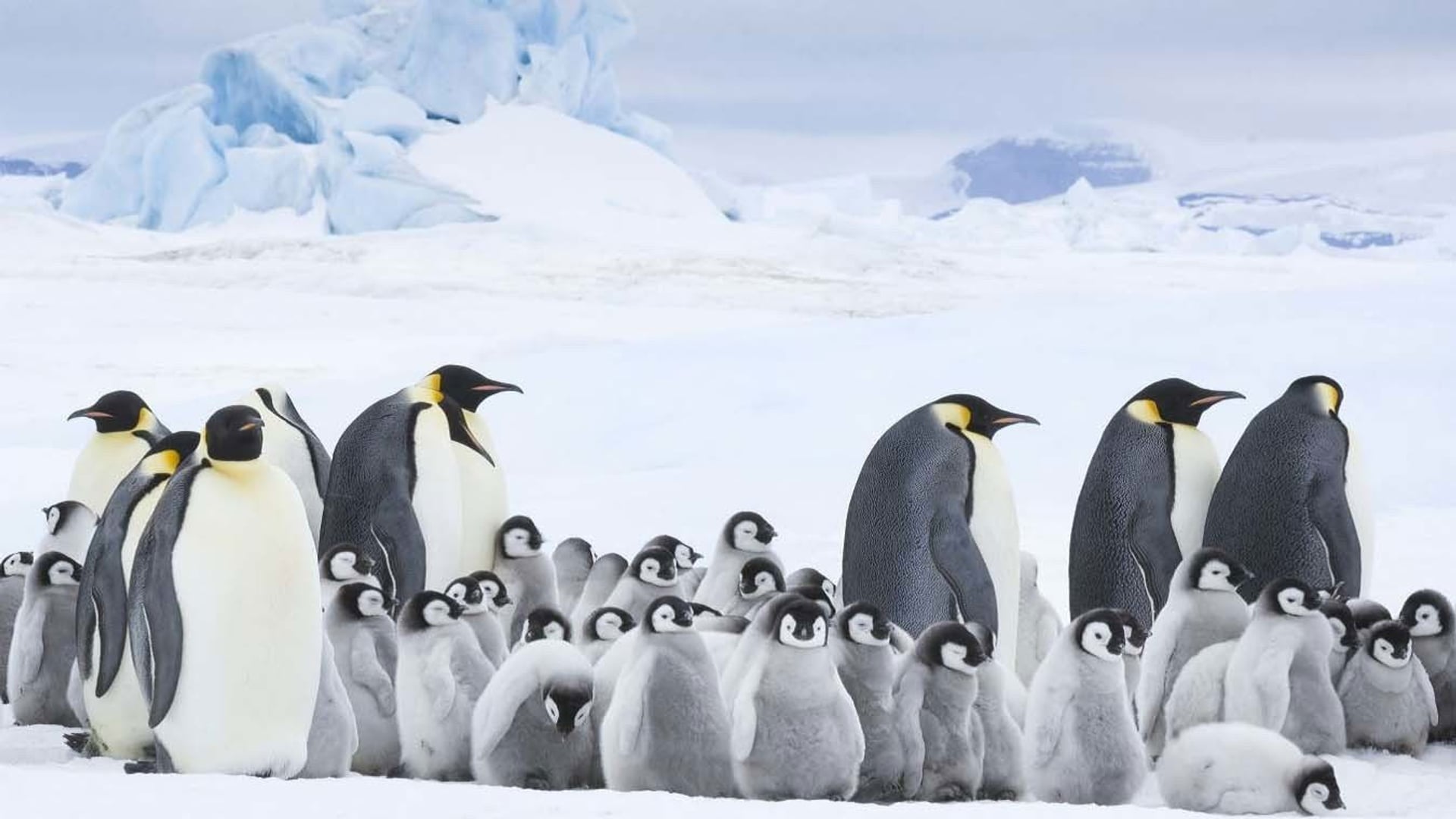 Foto do filme A Marcha dos Pinguins 2