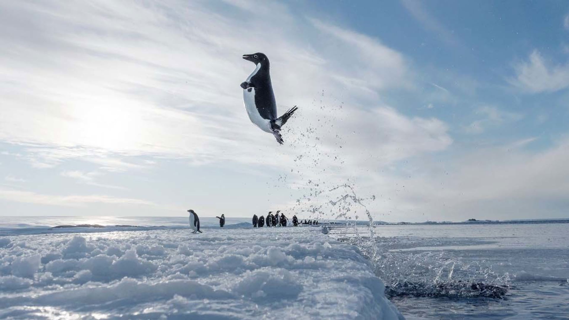 Foto do filme A Marcha dos Pinguins 2