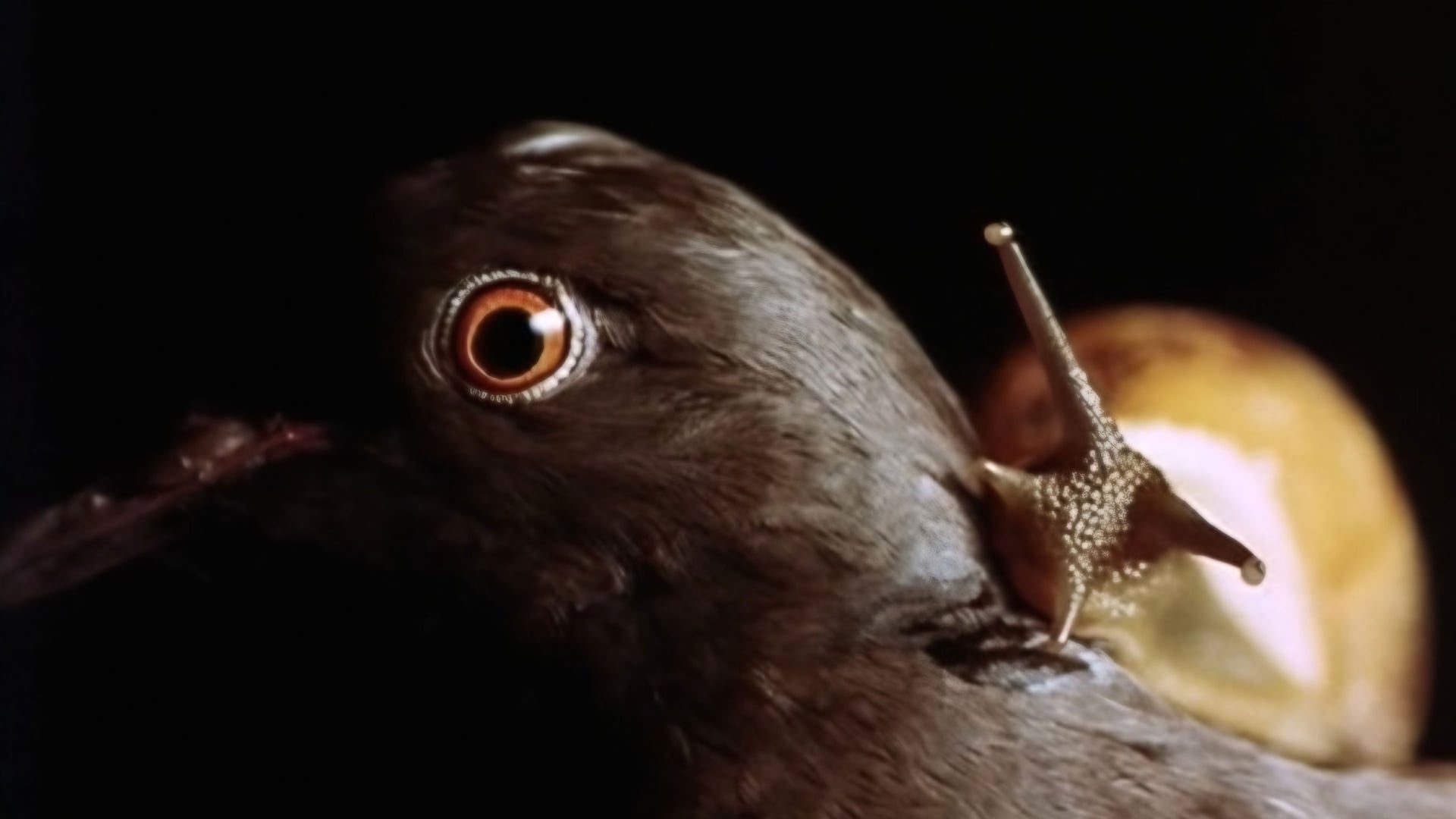 Foto do filme Os Olhos da Cidade São Meus