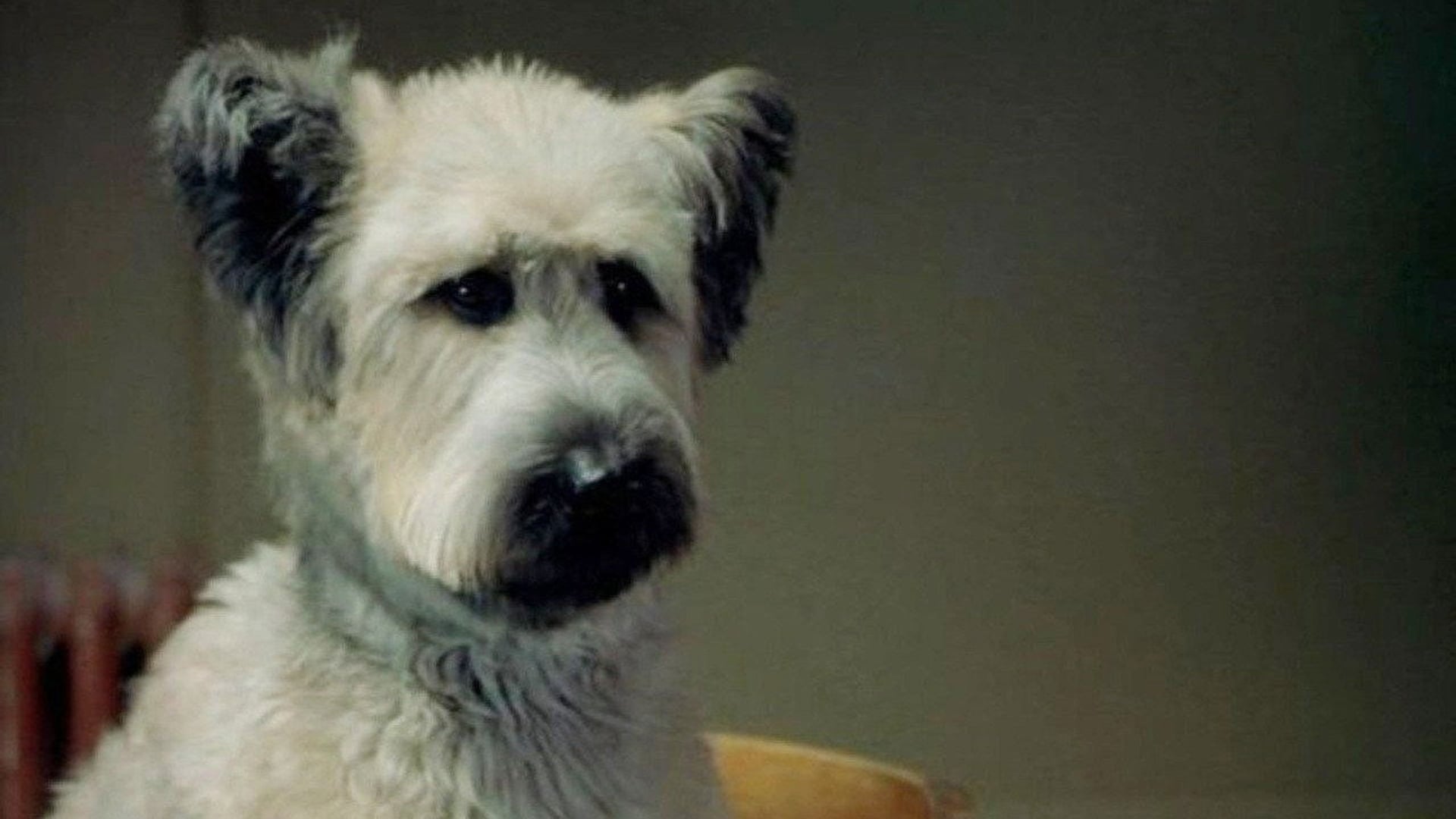 Foto do filme Karatê Dog: O Cão Marcial