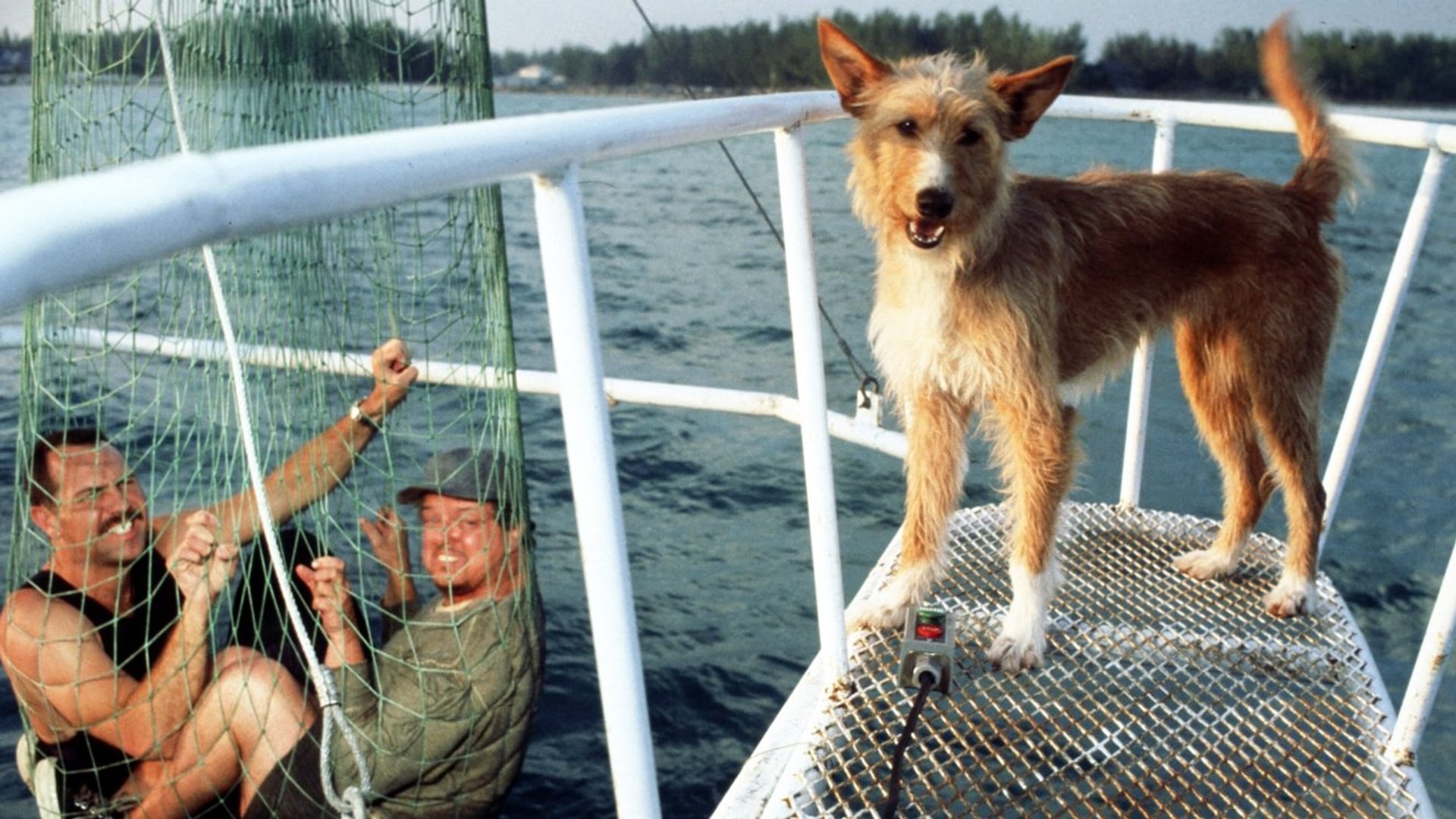 Foto do filme Zeus & Roxanne