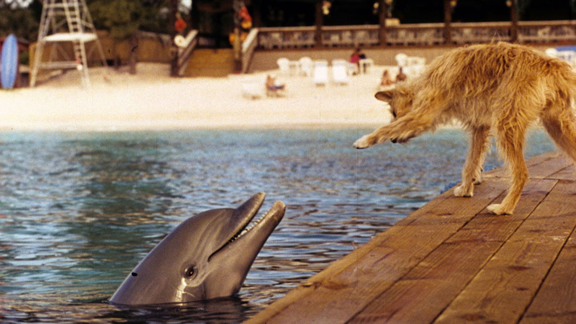 Foto do filme Zeus & Roxanne