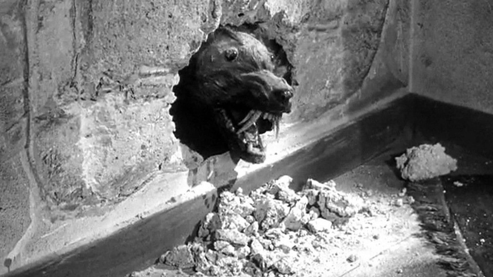 Foto do filme The Killer Shrews