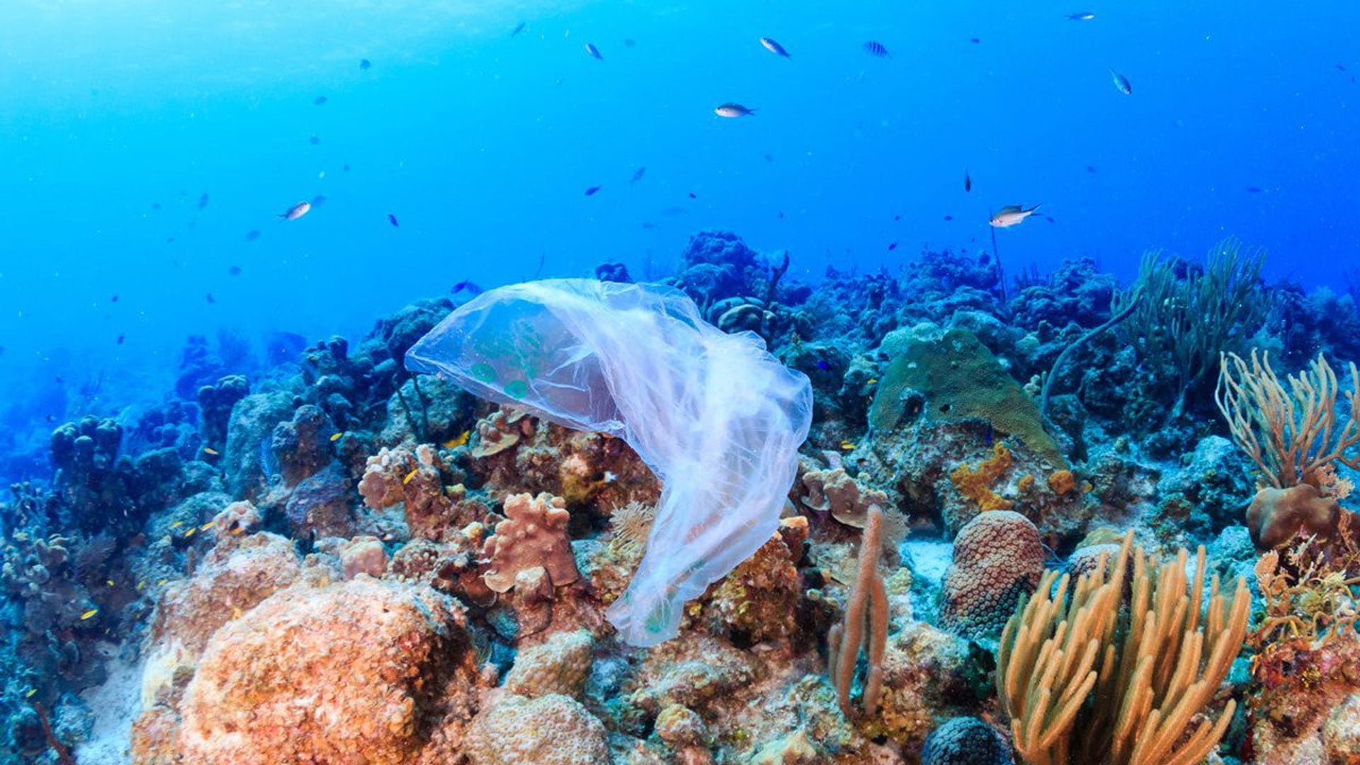Foto do filme Oceanos de Plástico