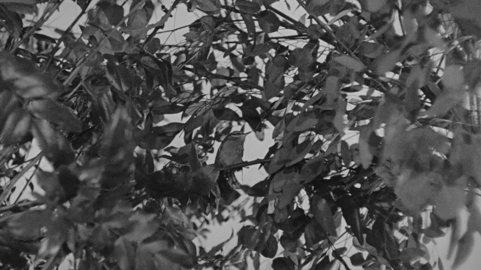 Foto do filme Um Dia no Campo