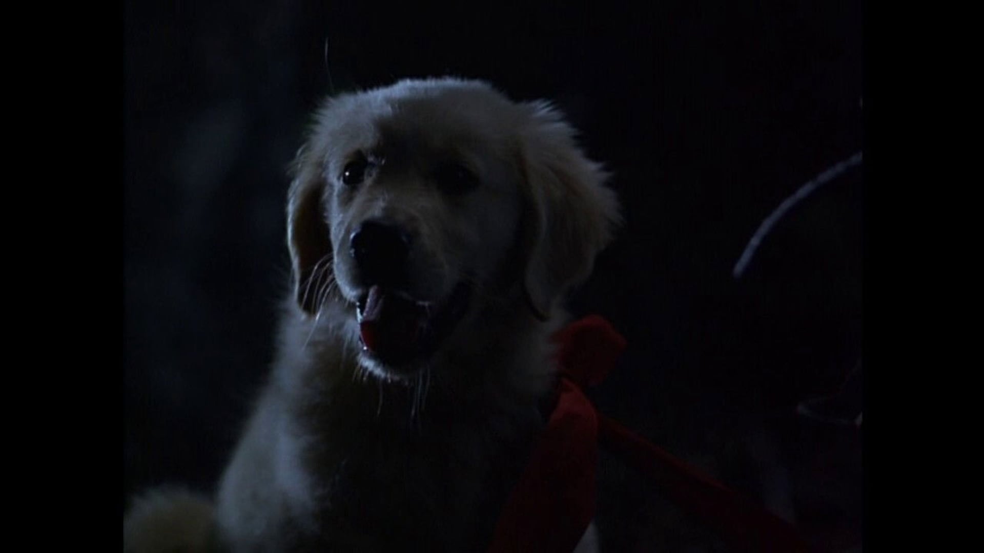 Foto do filme Napoleon - As Aventuras de um Cãozinho Valente