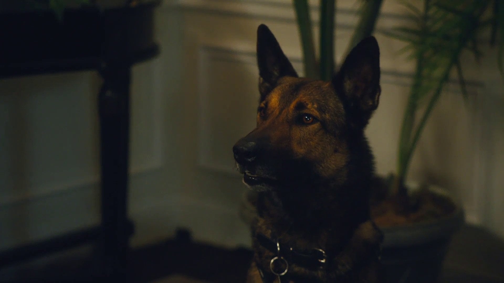 Foto do filme Max 2 - Um Agente Animal