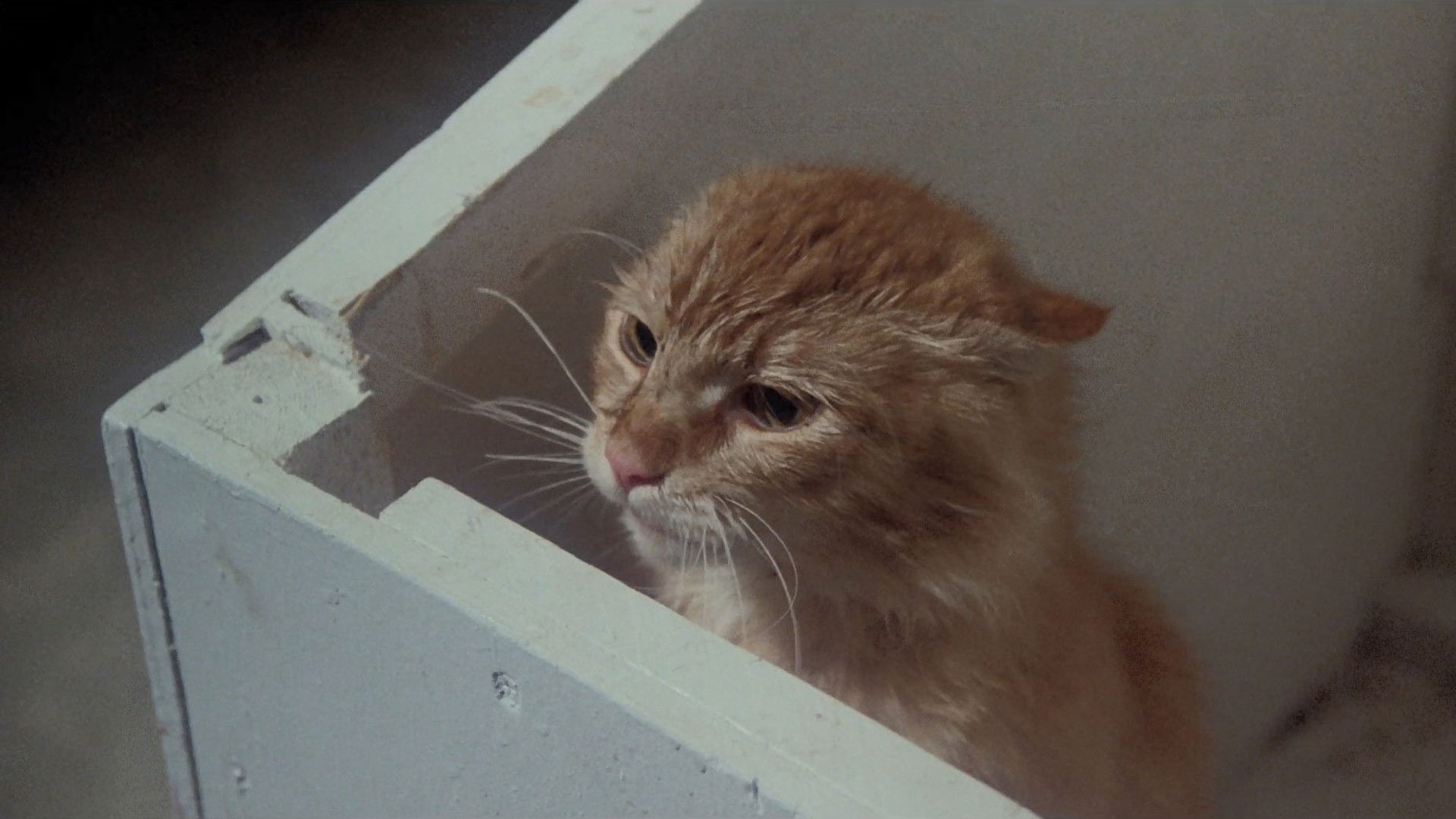 Foto do filme Sem Convite