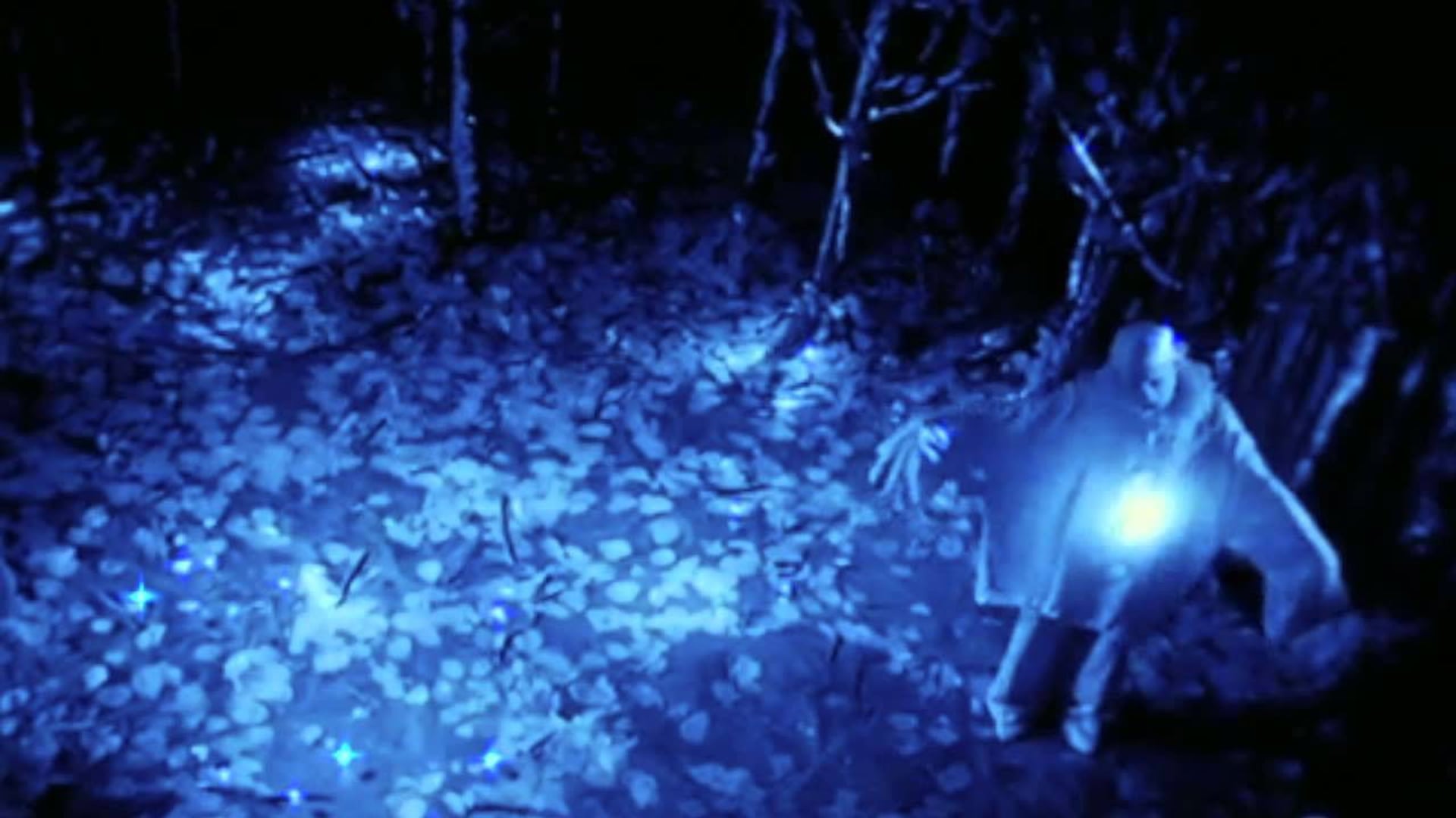 Foto do filme Rabbit's Moon