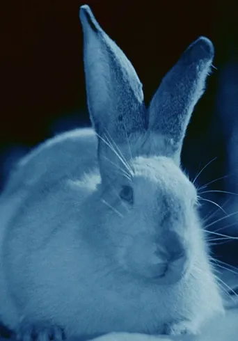 Rabbit's Moon