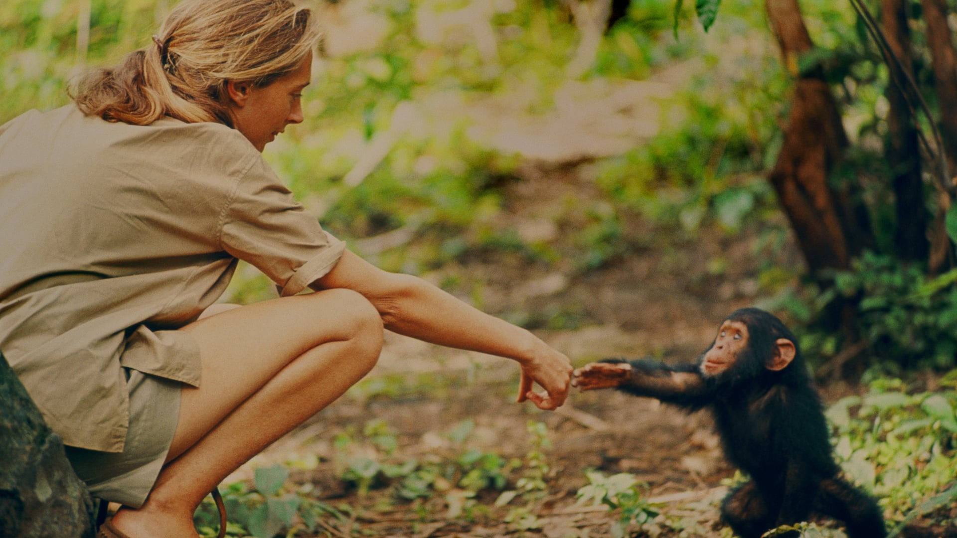 Foto do filme Jane: A Mãe dos Chimpanzés
