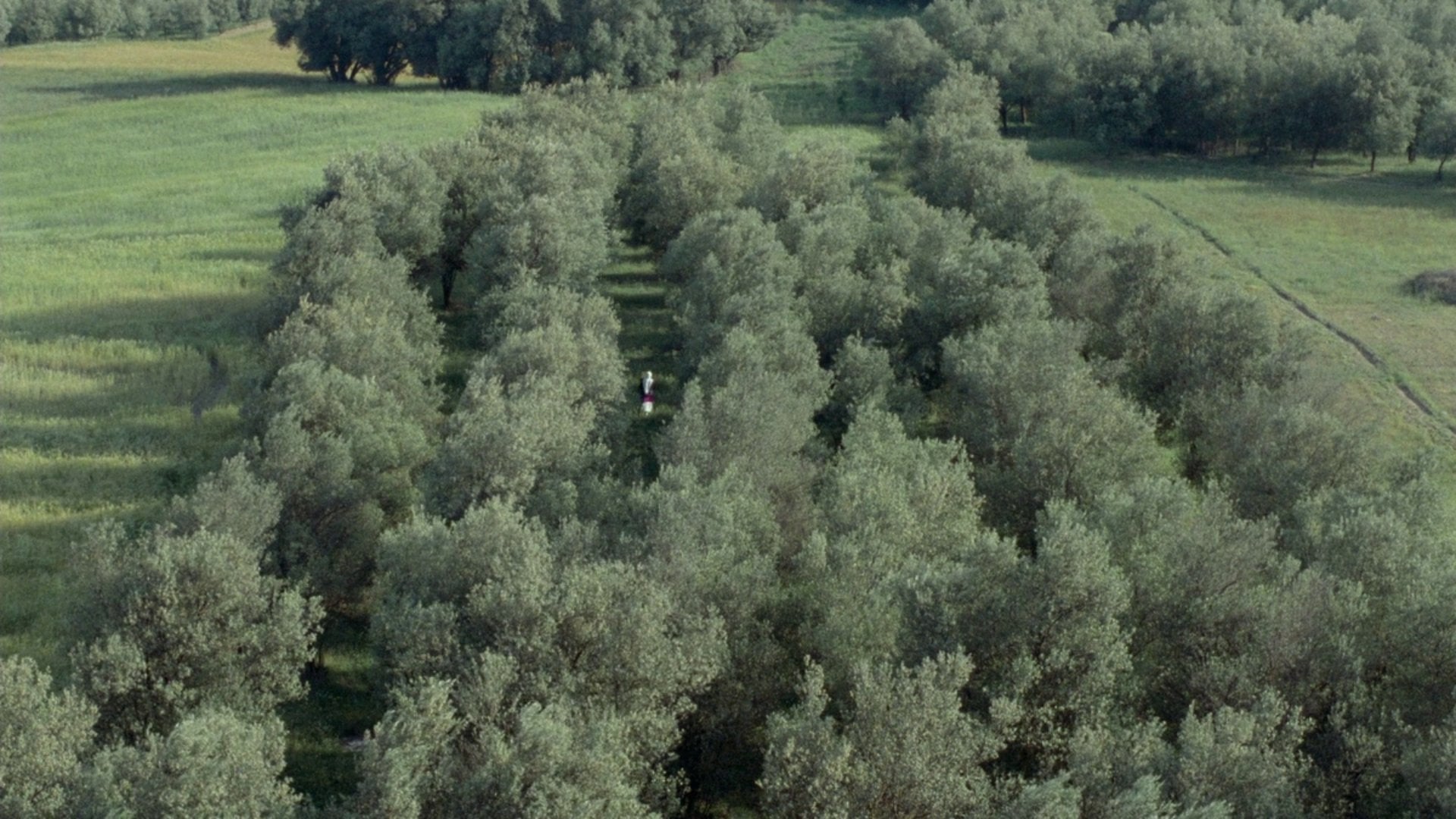 Foto do filme Através das Oliveiras