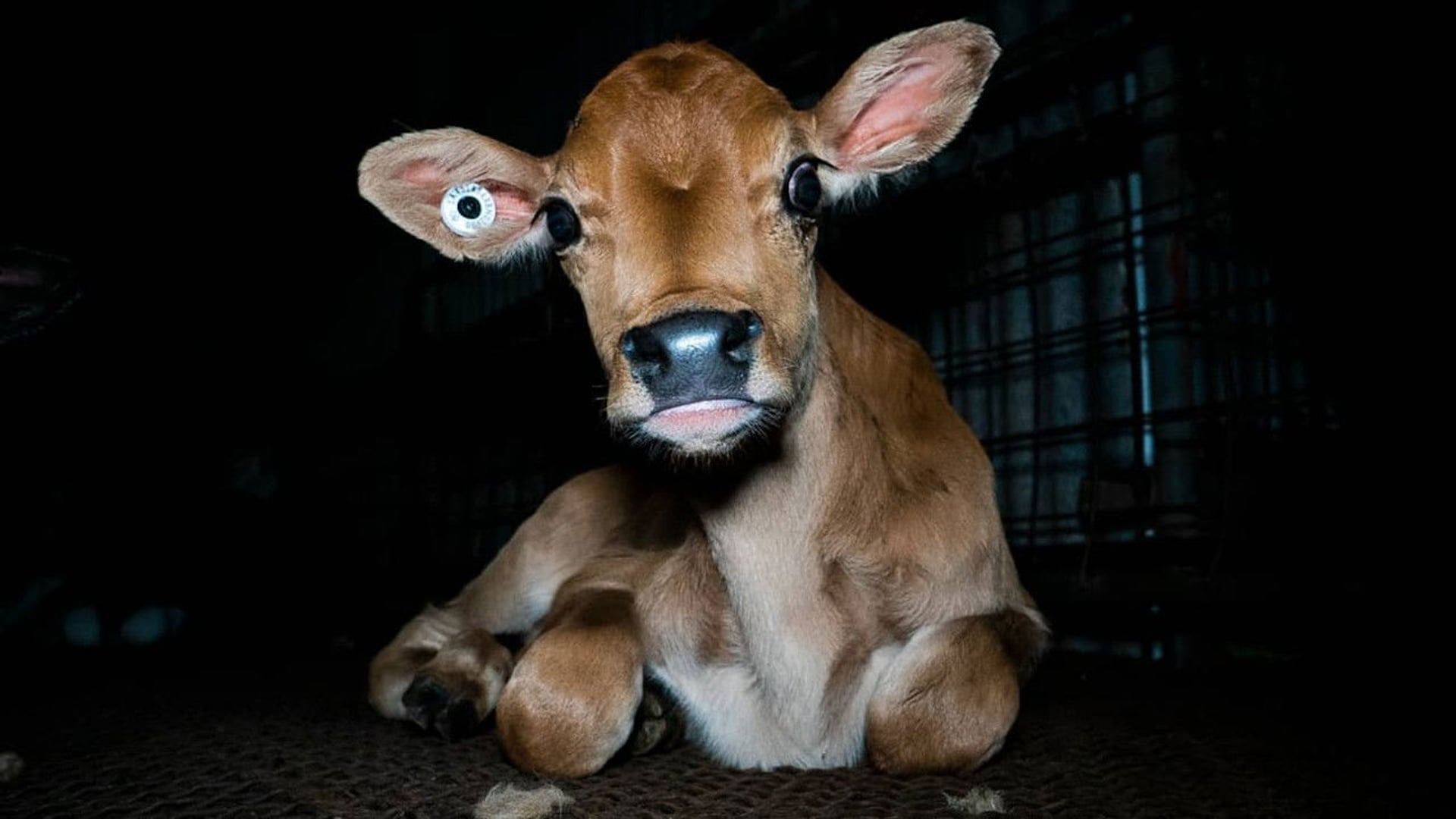 Foto do filme Domínio