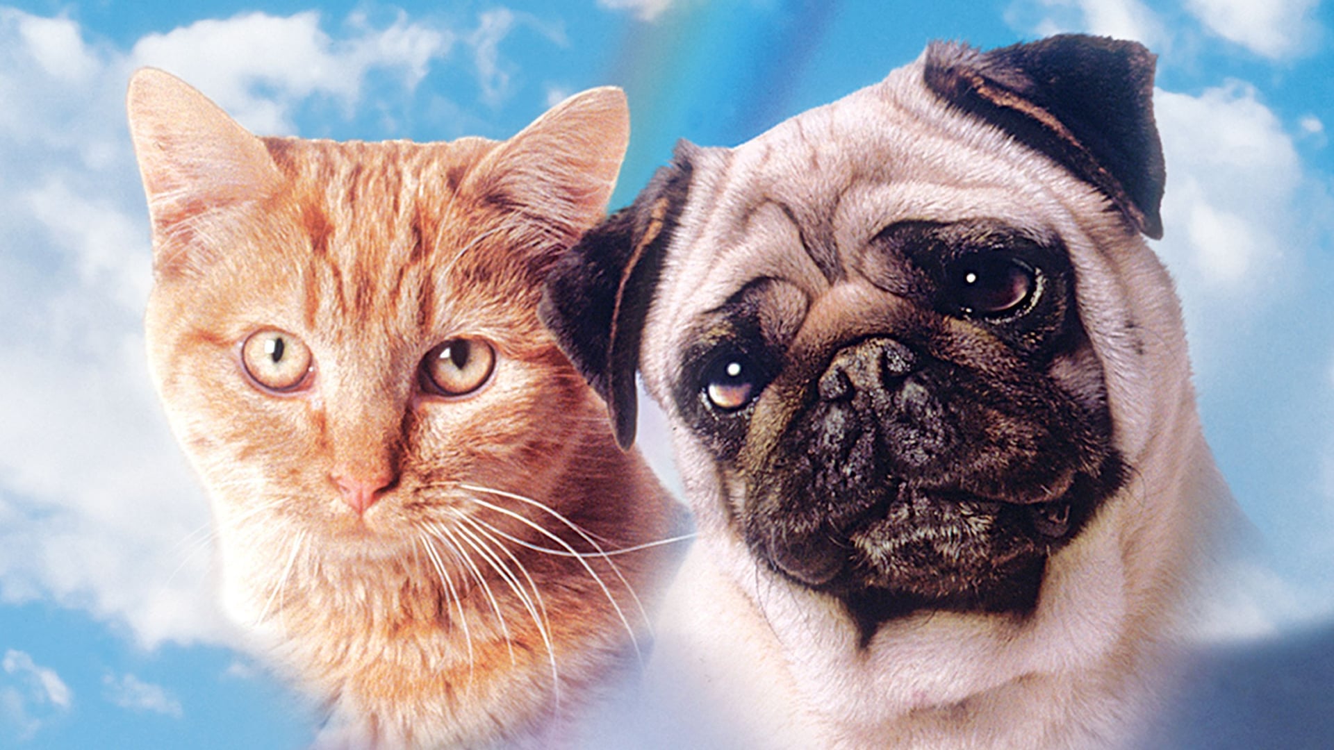 Foto do filme As Aventuras de Chatran