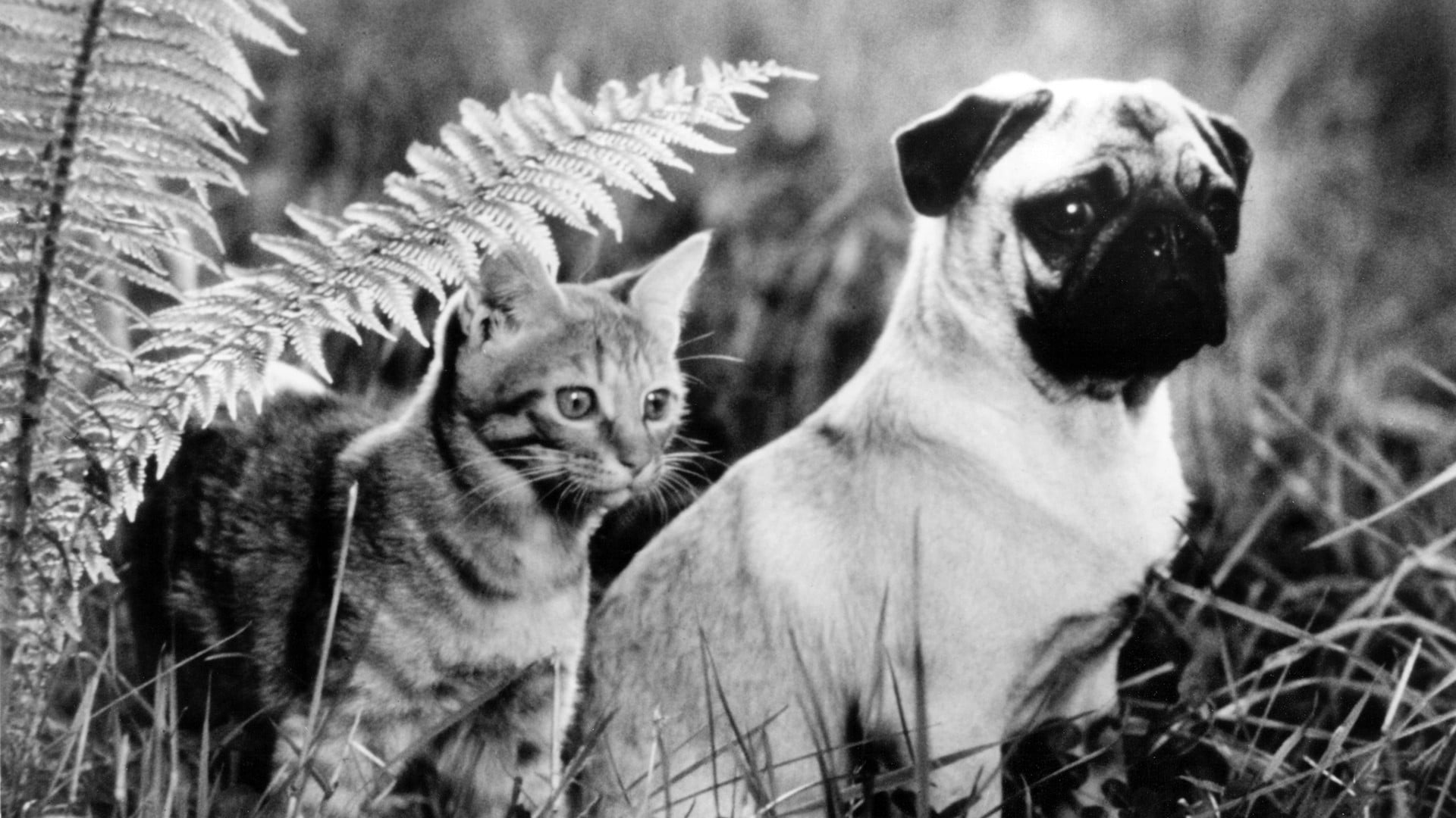 Foto do filme As Aventuras de Chatran