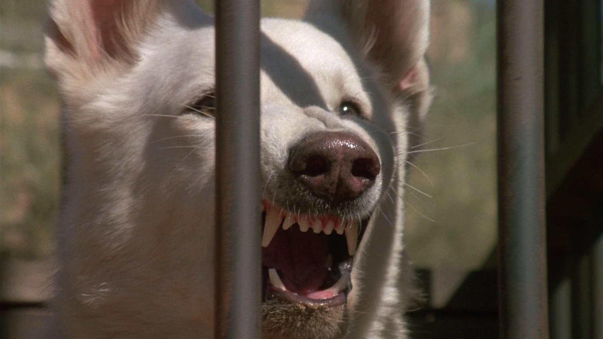 Foto do filme Cão Branco
