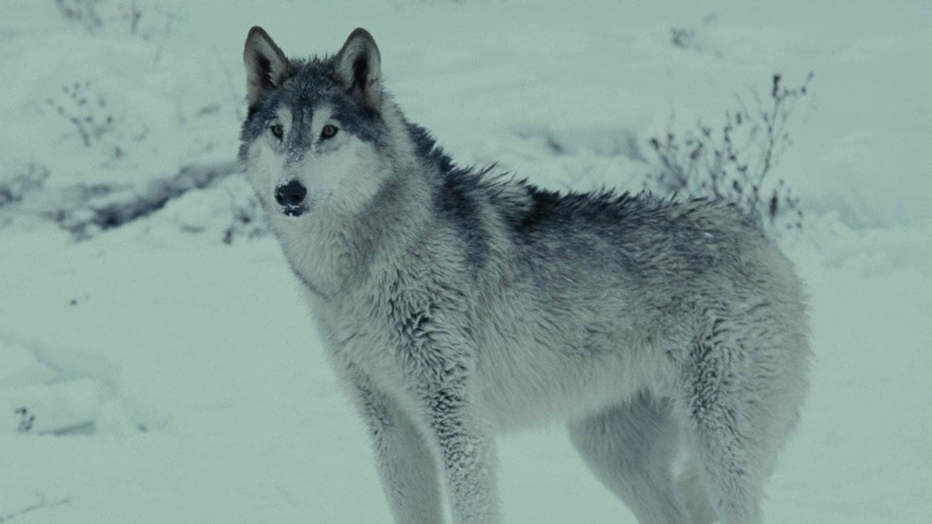 Foto do filme Loup - Uma Amizade para Sempre