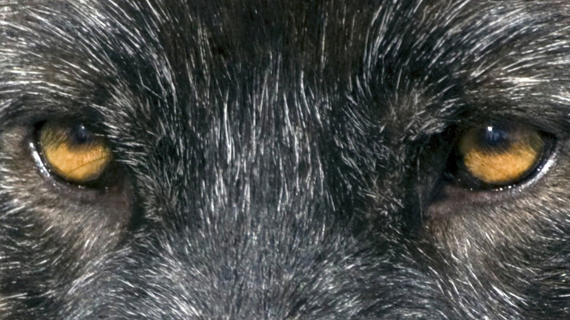 Foto do filme Loup - Uma Amizade para Sempre