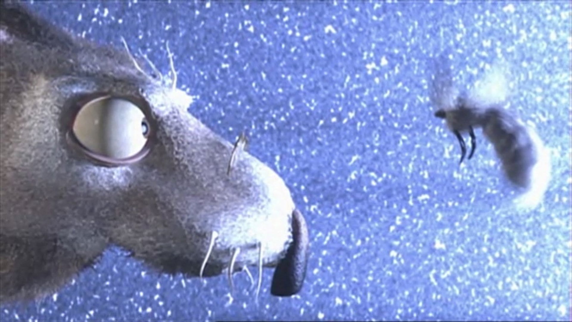 Foto do filme Coelhinha