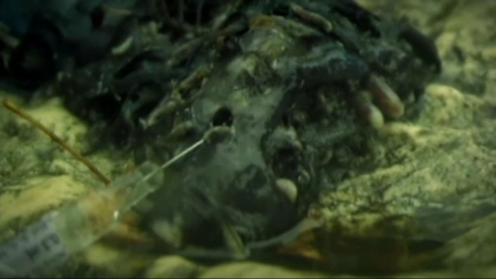 Foto do filme Cannibal