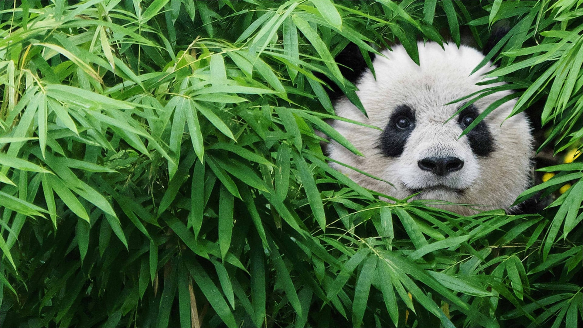 Foto do filme Pandas