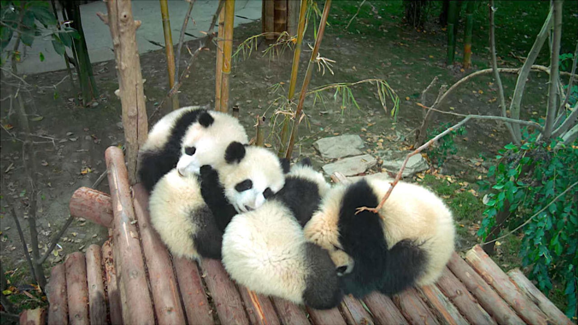 Foto do filme Pandas