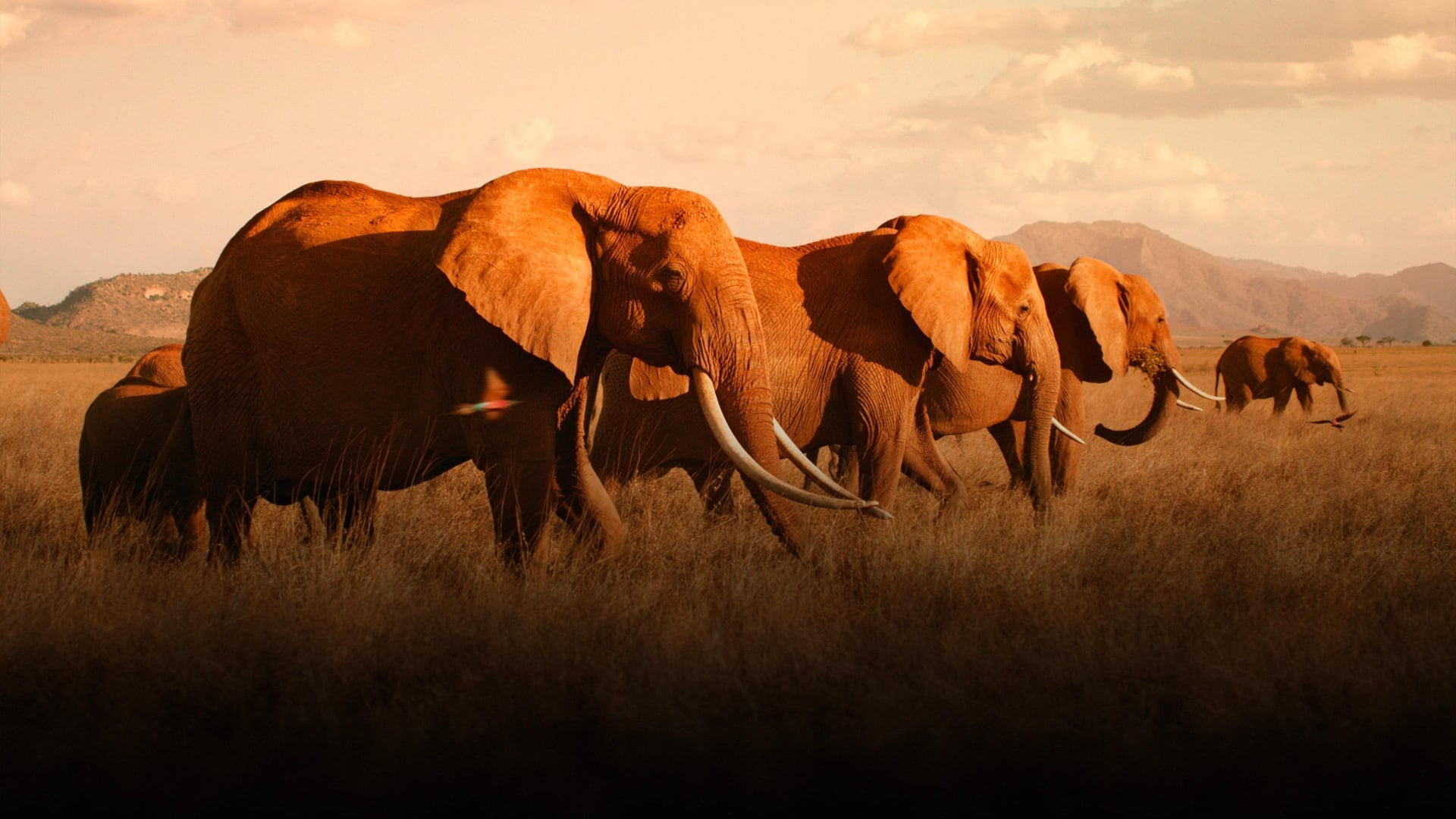 Foto do filme The Elephant Queen