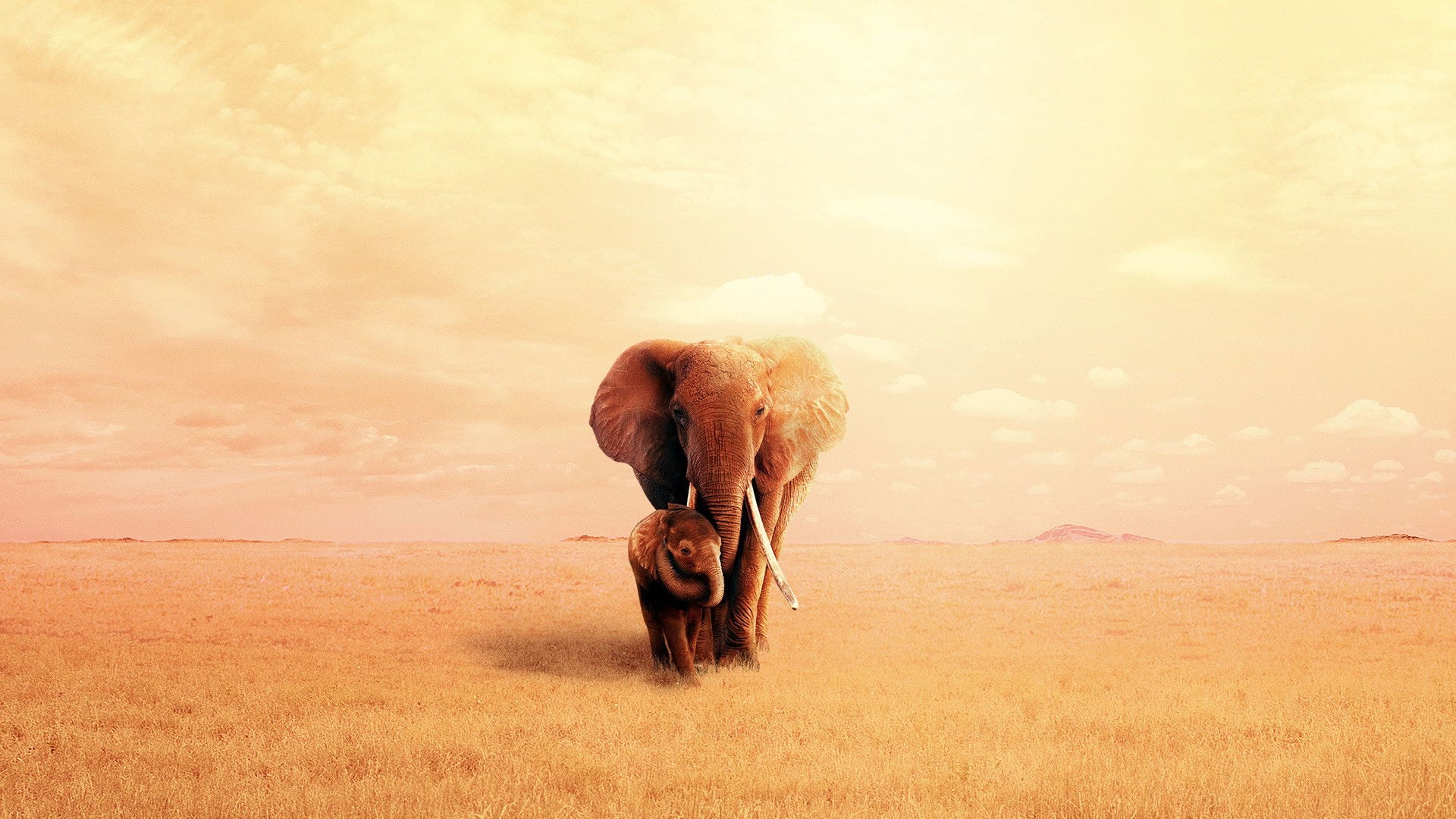 Foto do filme The Elephant Queen